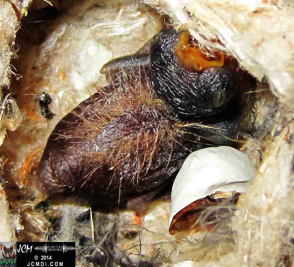 Allens Hummingbird nest, chick and filming setup